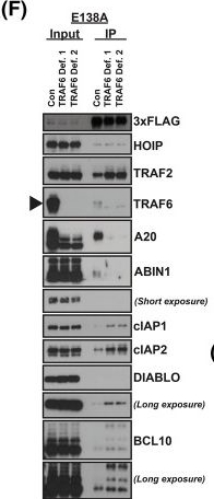 Fig.2.F showing Western Blotting in a Homo sapiens (Human) sample from the publication: CARD14 signalosome formation is associated with its endosomal relocation and mTORC1-induced keratinocyte proliferation.