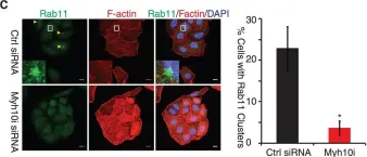 Fig.3.C showing Immunocytochemistry-immunofluorescence from the publication: A Mec17-Myosin II Effector Axis Coordinates Microtubule Acetylation and Actin Dynamics to Control Primary Cilium Biogenesis.