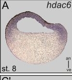 Fig.1.A showing Immunohistochemistry in a Xenopus laevis (African clawed frog) sample from the publication: Expression and cilia associated localization of Histone deacetylases 6 in Xenopus.