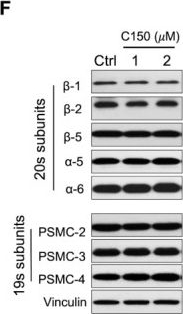 Fig.1.F showing Western Blotting from the publication: Novel compound C150 inhibits pancreatic cancer through induction of ER stress and proteosome assembly.