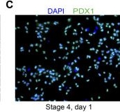 Fig.3.C showing Immunocytochemistry-immunofluorescence from the publication: A differentiation protocol for generating pancreatic delta cells from human pluripotent stem cells.