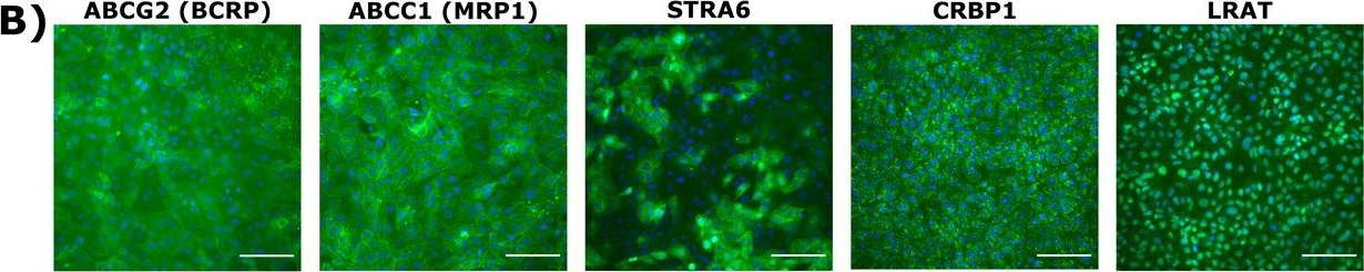 Fig.2.B showing Immunocytochemistry-immunofluorescence in a Homo sapiens (Human) sample from the publication: An in vitro model for vitamin A transport across the human blood-brain barrier.