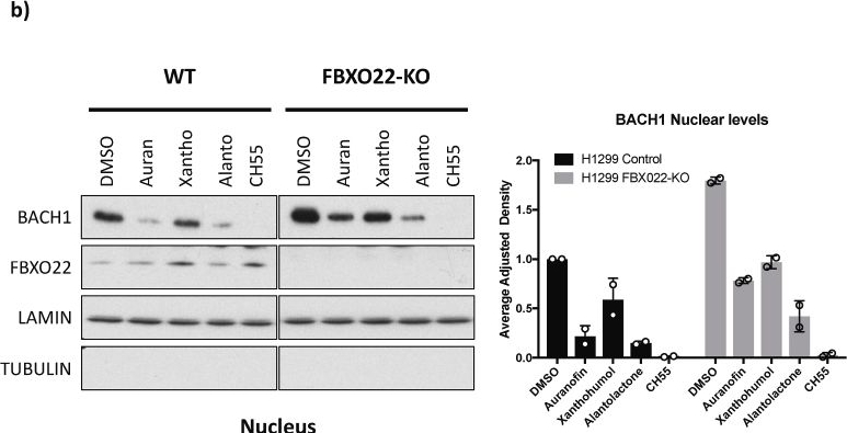 Fig.5.B showing Western Blotting in a Homo sapiens (Human) sample from the publication: Development of a high-throughput screening platform for identification of functional BACH1 inhibitors reveals compounds with anti-invasive potential.