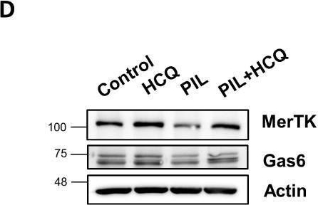 Fig.4.D showing Western Blotting in a Mus musculus (House mouse) sample from the publication: Hydroxychloroquine enhances efferocytosis and modulates inflammation via MerTK/Gas6 signaling in a pristane-induced lupus mouse model.
