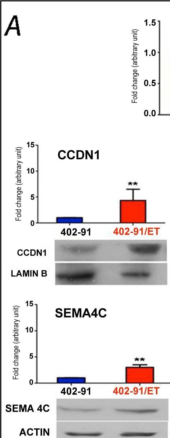 Fig.2.A showing Western Blotting in a Homo sapiens (Human) sample from the publication: A systems biology approach to characterize the regulatory networks leading to trabectedin resistance in an in vitro model of myxoid liposarcoma.