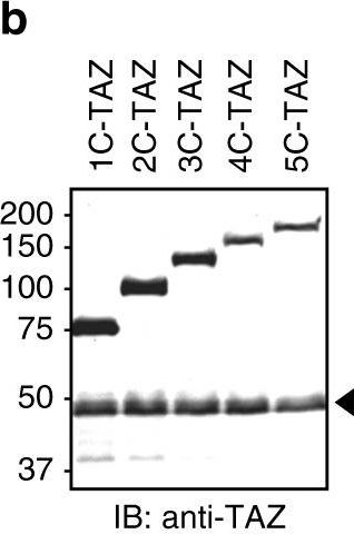 Fig.1.B showing Western Blotting in a Sus scrofa (Wild pig) sample from the publication: Mediated nuclear import and export of TAZ and the underlying molecular requirements.