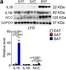 Fig.1.A showing Western Blotting in a Mus musculus (House mouse) sample from the publication: Differential IL18 signaling via IL18 receptor and Na-Cl co-transporter discriminating thermogenesis and glucose metabolism regulation.