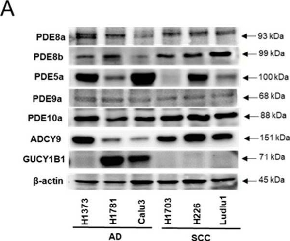 Fig.1.A showing Western Blotting in a Homo sapiens (Human) sample from the publication: Phosphodiesterase Inhibition to Sensitize Non-Small-Cell Lung Cancer to Pemetrexed: A Double-Edged Strategy.