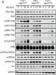 Fig.6.A showing Western Blotting from the publication: Focal Adhesion Kinase (FAK) tyrosine 397E mutation restores the vascular leakage defect in endothelium-specific FAK-kinase dead mice.