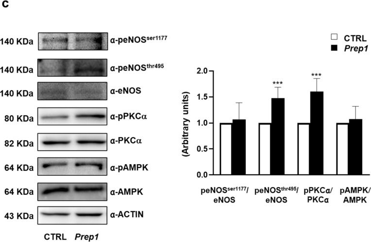 Fig.1.C showing Western Blotting in a Mus musculus (House mouse) sample from the publication: Resveratrol Improves Endothelial Function by A PREP1-Mediated Pathway in Mouse Aortic Endothelial Cells.