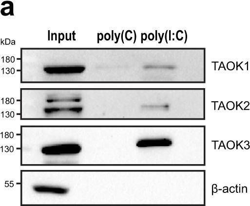 Fig.5.A showing Western Blotting from the publication: Cross-species analysis of viral nucleic acid interacting proteins identifies TAOKs as innate immune regulators.