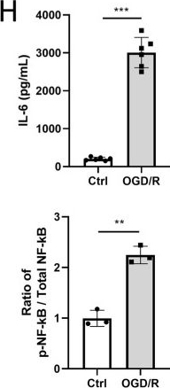 Fig.1.H showing Enzyme-linked immunosorbent assay from the publication: Inhibition of Hsp90 K284 Acetylation Aalleviates Cardiac Injury After Ischemia-Reperfusion Injury.
