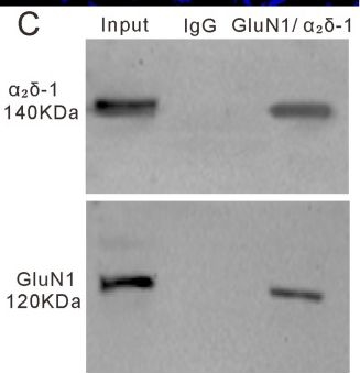 Fig.9.C showing Western Blotting in a Mus musculus (House mouse) sample from the publication: Pregabalin Depresses Cerebellar Parallel Fiber-Purkinje Cell Synaptic Transmission by Modulating Glun2a-Containing Nmda Receptors in Mice In Vitro.