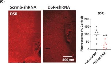 Fig.1.C showing Immunohistochemistry-immunofluorescence in a Rattus norvegicus (Rat) sample from the publication: Cortical dopamine D5 receptors regulate neuronal circuit oscillatory activity and memory in rats.