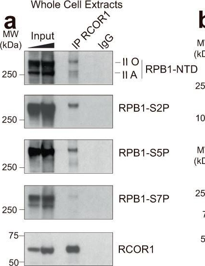 Fig.5.A showing Western Blotting in a Mus musculus (House mouse) sample from the publication: Unveiling RCOR1 as a rheostat at transcriptionally permissive chromatin.