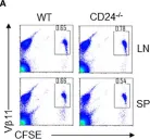 Fig.1.A showing Flow cytometry/Cell sorting in a Mus musculus (House mouse) sample from the publication: Dendritic cell expression of CD24 contributes to optimal priming of T lymphocytes in lymph nodes.