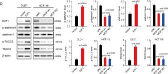 TACC3 (D9E4) XP® Rabbit mAb | Cell Signaling Technology