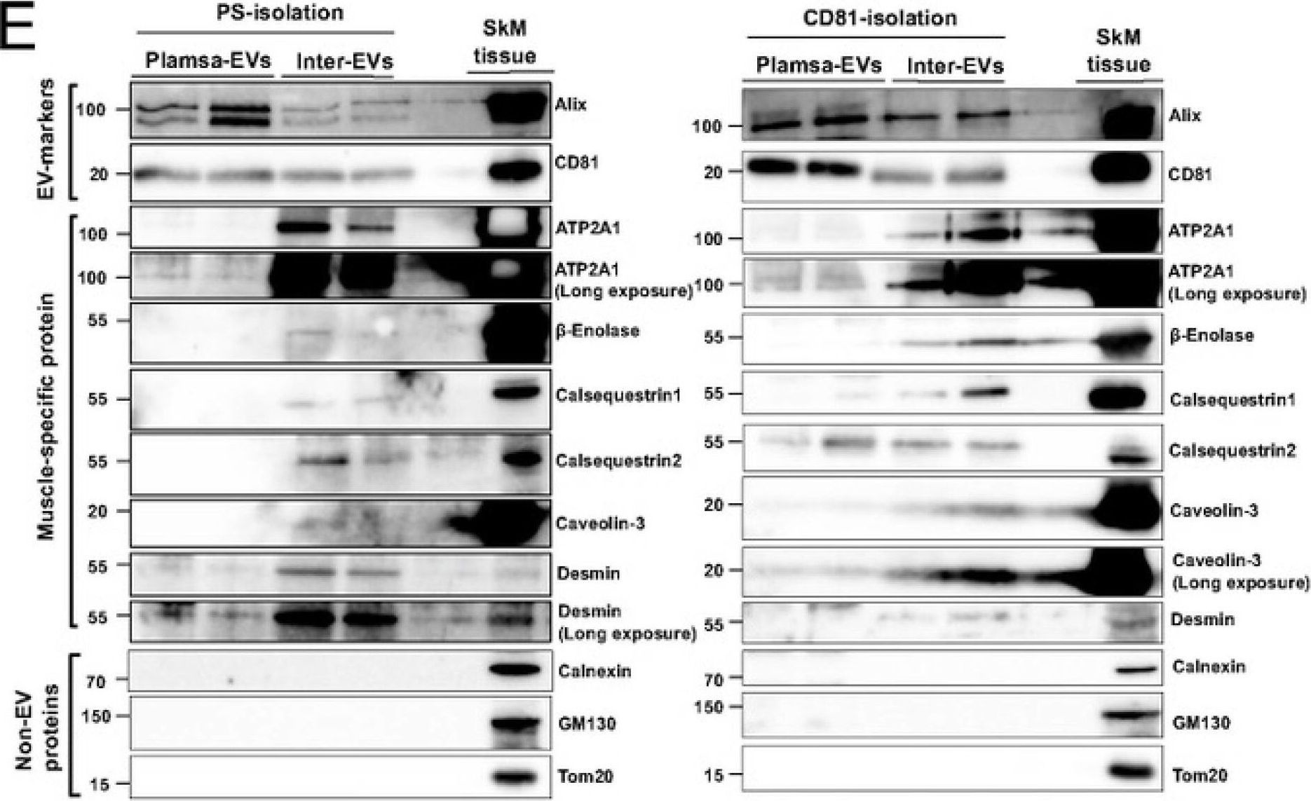 Fig.4.E showing Western Blotting from the publication: Skeletal muscle releases extracellular vesicles with distinct protein and microRNA signatures that function in the muscle microenvironment.