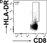 Fig.1.D showing Flow cytometry/Cell sorting in a Homo sapiens (Human) sample from the publication: Circulating T cell subsets are altered in individuals with chronic spinal cord injury.