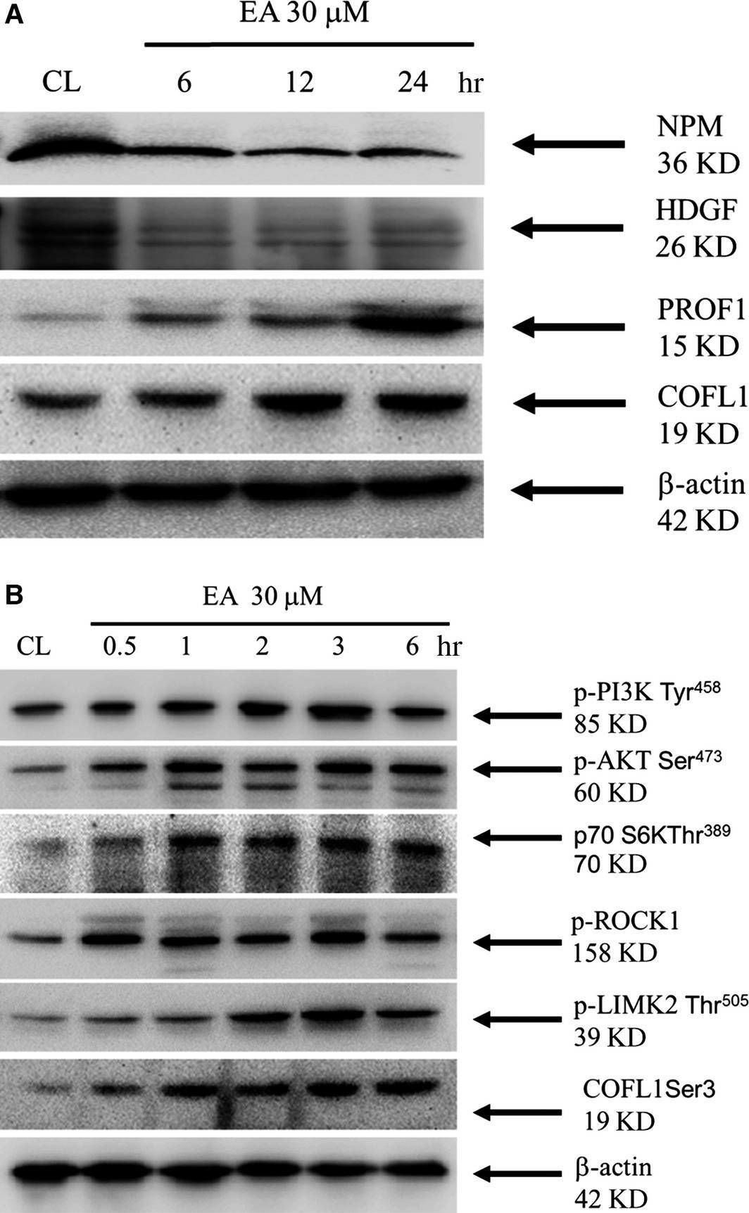 Fig.4.A showing Western Blotting from the publication: A proteomics approach to identifying novel protein targets involved in erinacine A-mediated inhibition of colorectal cancer cells' aggressiveness.