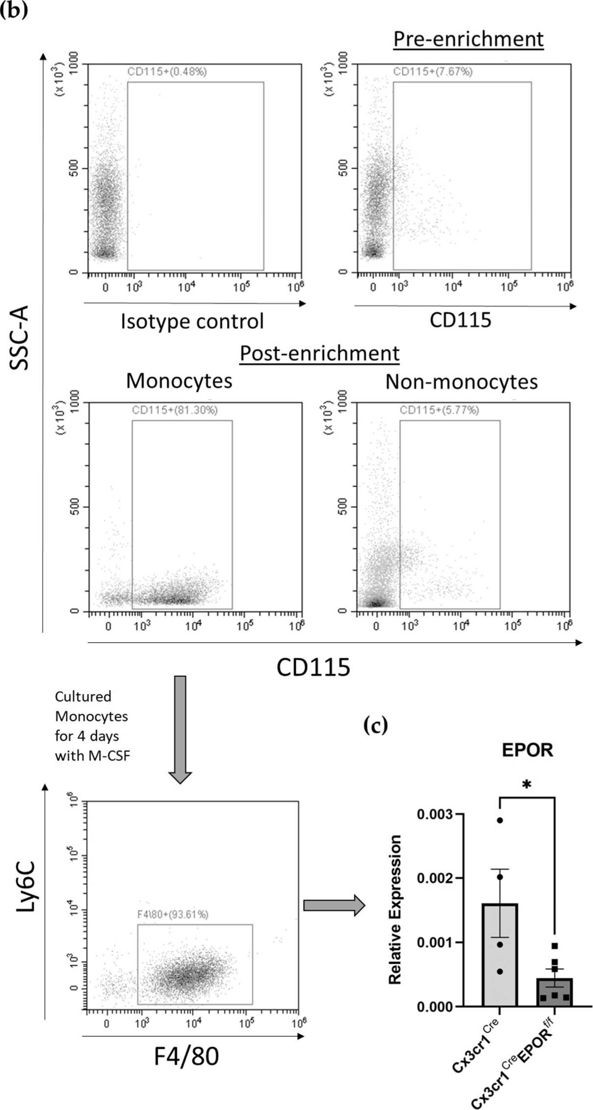 Fig.2.B showing Flow cytometry/Cell sorting in a Mus musculus (House mouse) sample from the publication: Erythropoietin Receptor (EPOR) Signaling in the Osteoclast Lineage Contributes to EPO-Induced Bone Loss in Mice.