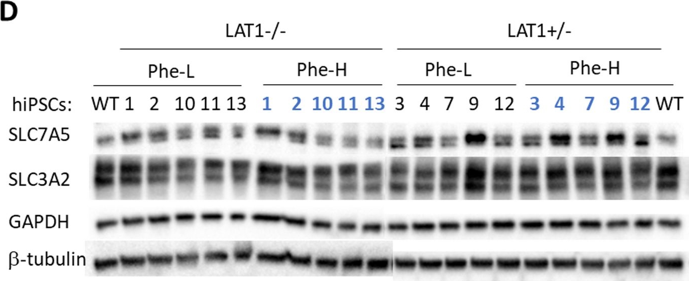 Fig.1.D showing Western Blotting in a Homo sapiens (Human) sample from the publication: Proteasomal activity and disease outcome in phenylketonuria patients with a structural SLC7A5 variant.