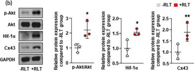 Connexin 43 Antibody | Cell Signaling Technology