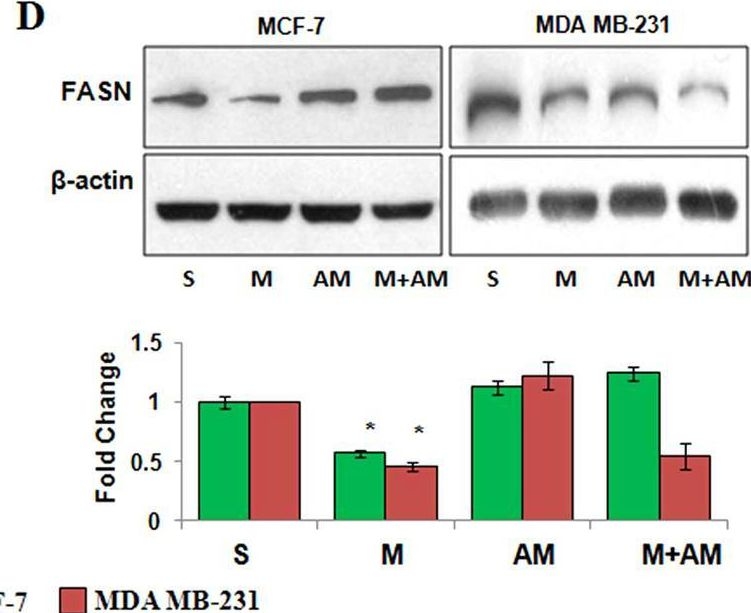 Fig.5.D showing Western Blotting from the publication: MicroRNA-195 inhibits proliferation, invasion and metastasis in breast cancer cells by targeting FASN, HMGCR, ACACA and CYP27B1.