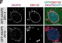 Fig.3.F showing Immunocytochemistry-immunofluorescence from the publication: AKAP6 orchestrates the nuclear envelope microtubule-organizing center by linking golgi and nucleus via AKAP9.