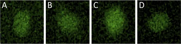 Fig.7.A showing Immunocytochemistry-immunofluorescence in a Homo sapiens (Human) sample from the publication: Covariation of Pluripotency Markers and Biomechanical Properties in Mouse Embryonic Stem Cells.