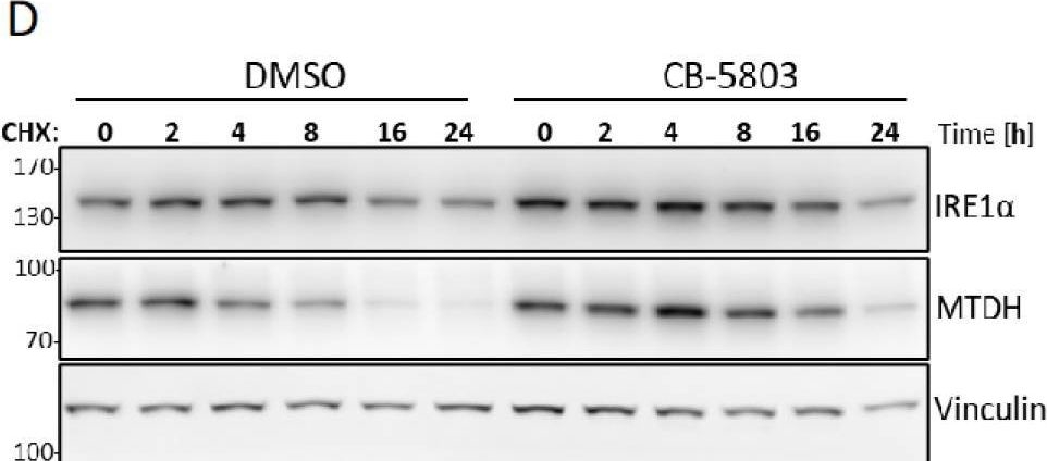 Fig.5.D showing Western Blotting from the publication: TurboID-Based IRE1 Interactome Reveals Participants of the Endoplasmic Reticulum-Associated Protein Degradation Machinery in the Human Mast Cell Leukemia Cell Line HMC-1.2.