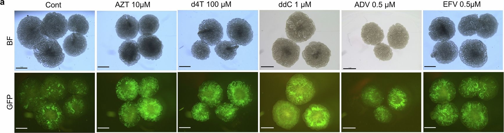 Fig.1.A from the publication: Reverse transcriptase inhibitors enable the generation of fertile spermatids from fetal mouse testes in vitro.