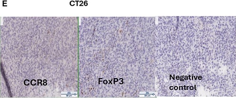 Fig.1.E showing Immunohistochemistry in a Mus musculus (House mouse) sample from the publication: 225Actinium-armed antibody targeting CCR8+ regulatory T cells synergizes with immunotherapy to promote tumor rejection in syngeneic colorectal cancer models.