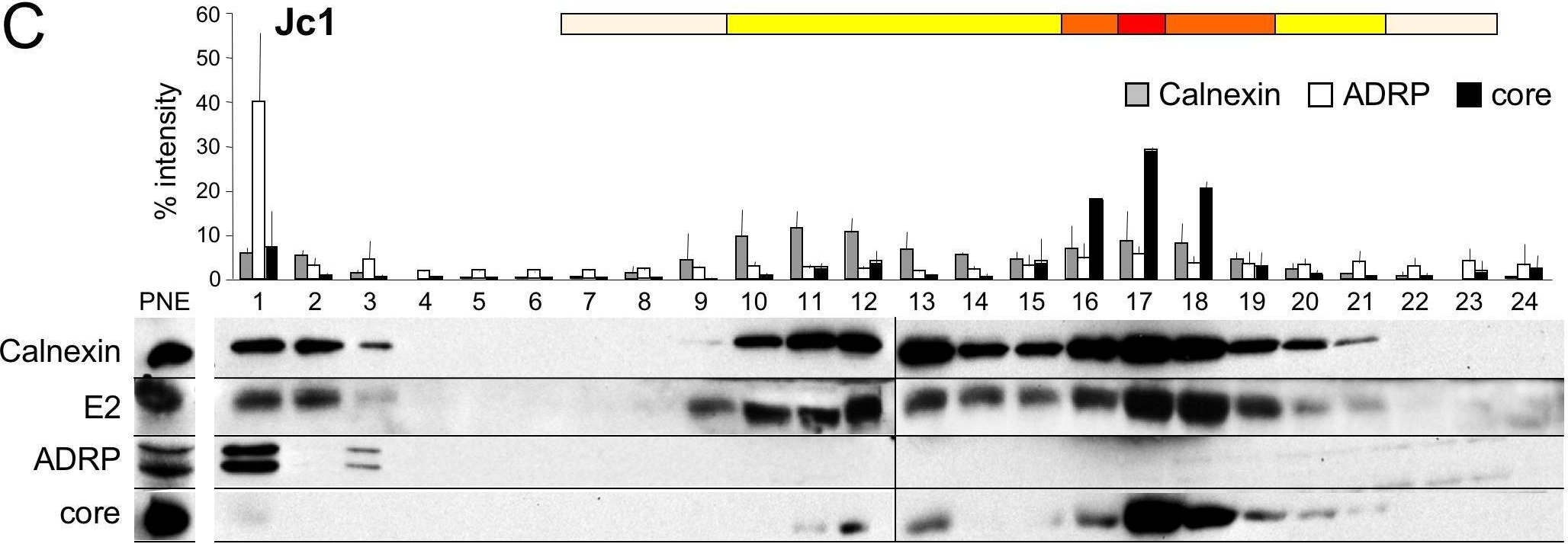 A concerted action of hepatitis C virus p7 and nonstructural protein 2 regulates core localization at the endoplasmic reticulum and virus assembly.