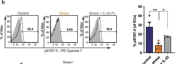 Fig.7.B showing Flow cytometry/Cell sorting in a Mus musculus (House mouse) sample from the publication: Psychological stress impairs IL22-driven protective gut mucosal immunity against colonising pathobionts.
