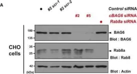 Fig.4.T showing Western Blotting from the publication: Cytoplasmic control of Rab family small GTPases through BAG6.