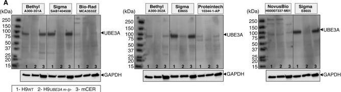 Fig.4.A showing Western Blotting from the publication: Evaluation of UBE3A antibodies in mice and human cerebral organoids.