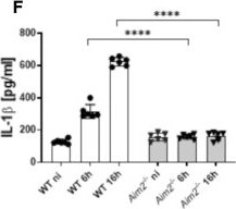 Fig.3.F showing Enzyme-linked immunosorbent assay from the publication: Klebsiella pneumoniae hijacks the Toll-IL-1R protein SARM1 in a type I IFN-dependent manner to antagonize host immunity.