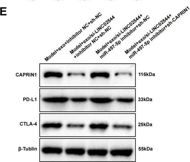 Fig.9.E showing Western Blotting from the publication: Targeting LINC02544/miR-497-5p/CAPRIN1 axis via exosome-based siRNA to overcome immunotherapy resistance in triple-negative breast cancer.