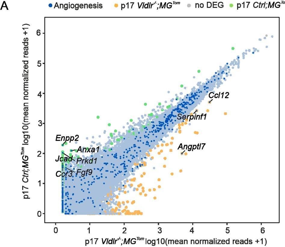 Fig.4.A showing Flow cytometry/Cell sorting in a Mus musculus (House mouse) sample from the publication: Transcriptional and Distributional Profiling of Microglia in Retinal Angiomatous Proliferation.