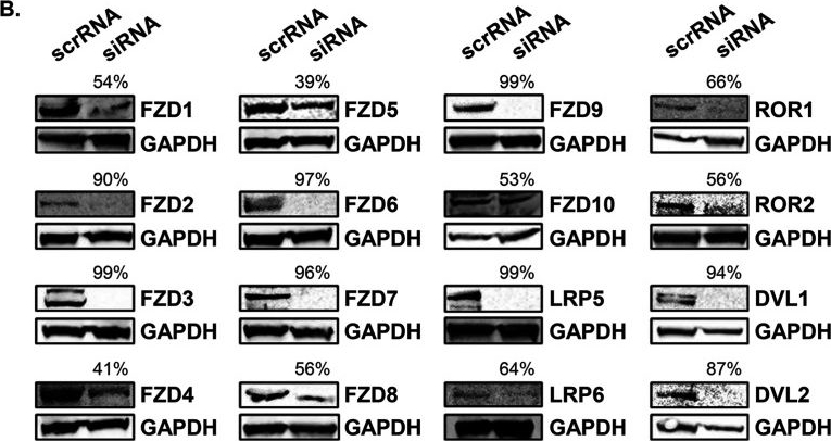 Fig.3.B showing Western Blotting in an Ehrlichia chaffeensis sample from the publication: Ehrlichia chaffeensis TRP120 Is a Wnt Ligand Mimetic That Interacts with Wnt Receptors and Contains a Novel Repetitive Short Linear Motif That Activates Wnt Signaling.