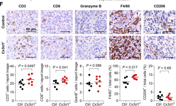 Fig.3.F showing Immunohistochemistry in a Mus musculus (House mouse) sample from the publication: The chemokine CX3CL1 promotes intraperitoneal tumour growth despite enhanced T-cell recruitment in ovarian cancer.