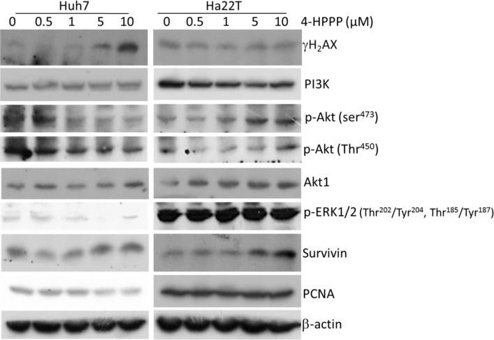 Fig.8.A showing Western Blotting in a Homo sapiens (Human) sample from the publication: A 4-Phenoxyphenol Derivative Exerts Inhibitory Effects on Human Hepatocellular Carcinoma Cells through Regulating Autophagy and Apoptosis Accompanied by Downregulating α-Tubulin Expression.