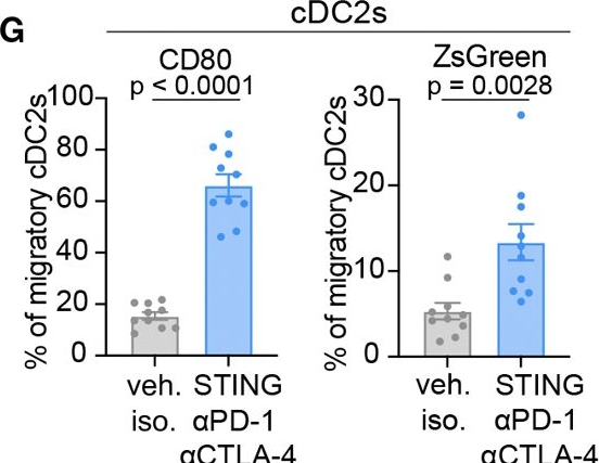 Fig.3.G showing Flow cytometry/Cell sorting in a Mus musculus (House mouse) sample from the publication: Dendritic cell redundancy enables priming of anti-tumor CD4+ T cells in pancreatic cancer.