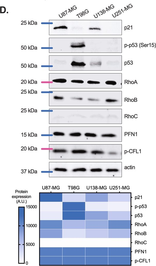 Fig.1.D showing Western Blotting from the publication: Downregulation of the Rho GTPase pathway abrogates resistance to ionizing radiation in wild-type p53 glioblastoma by suppressing DNA repair mechanisms.