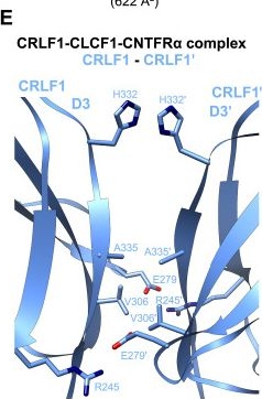 Fig.3.E from the publication: Structural insights into the assembly of gp130 family cytokine signaling complexes.