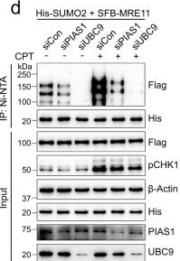 Fig.2.D showing Western Blotting from the publication: Crosstalk between SUMOylation and ubiquitylation controls DNA end resection by maintaining MRE11 homeostasis on chromatin.