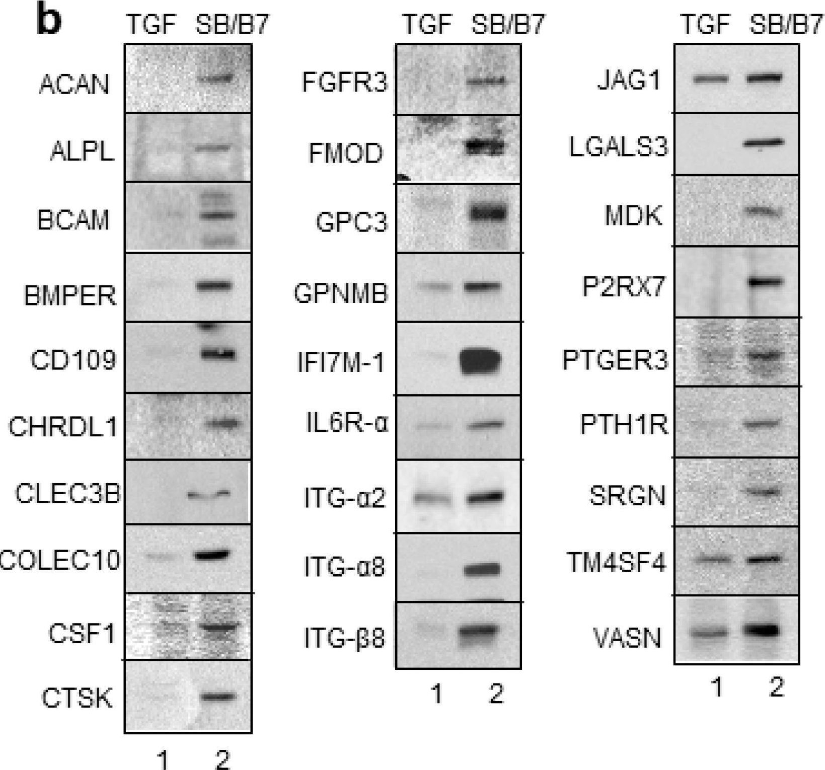 Fig.7.B showing Western Blotting in a Homo sapiens (Human) sample from the publication: Transcriptome Profile of Membrane and Extracellular Matrix Components in Ligament-Fibroblastic Progenitors and Cementoblasts Differentiated from Human Periodontal Ligament Cells.