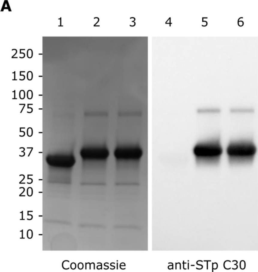 Fig.2.A showing Western Blotting from the publication: Vaccine Candidate Double Mutant Variants of Enterotoxigenic Escherichia coli Heat-Stable Toxin.