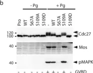 Fig.3.B showing Western Blotting from the publication: Phosphorylation of ARPP19 by protein kinase A prevents meiosis resumption in Xenopus oocytes.